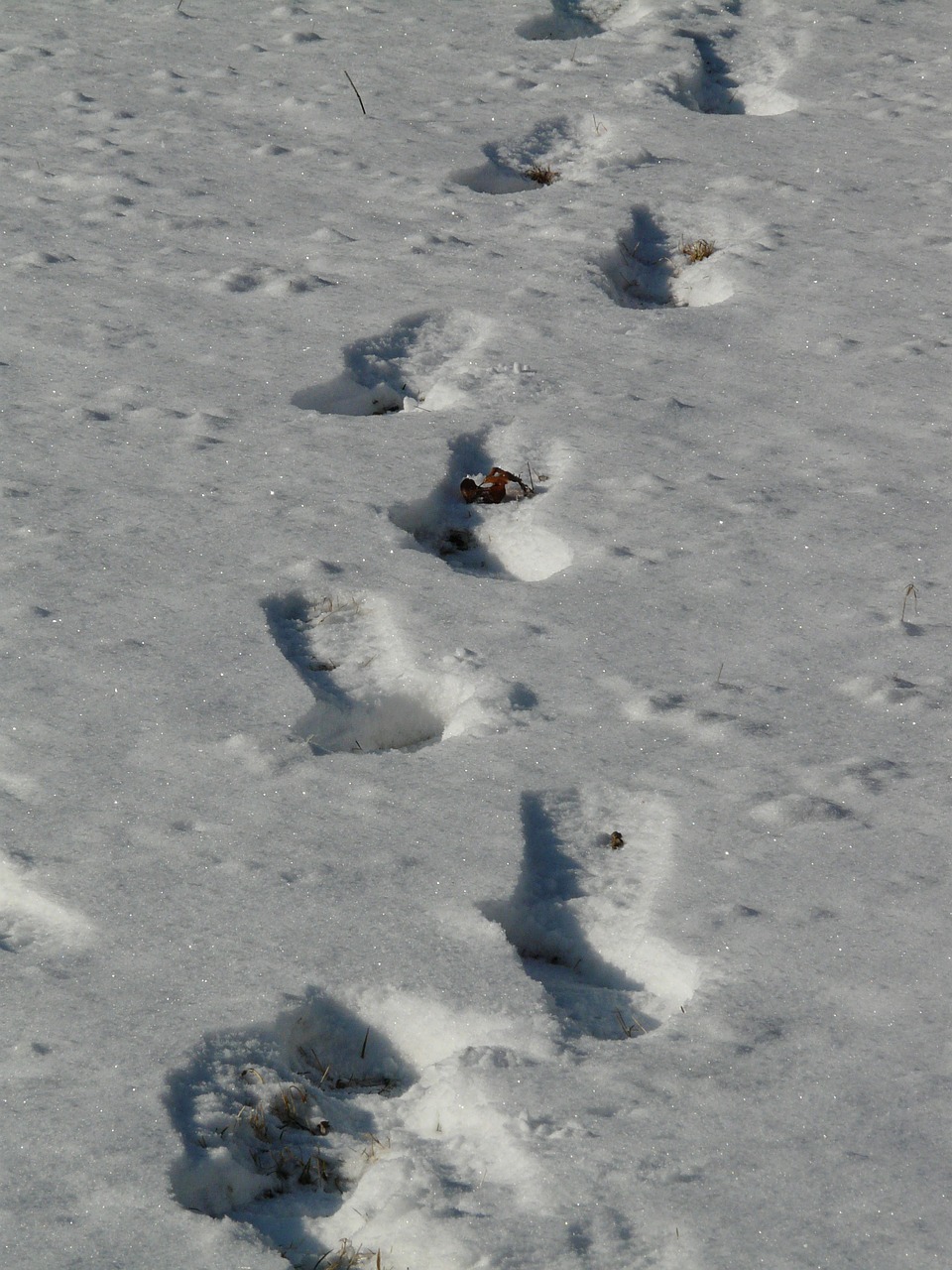 traces snow wintry free photo