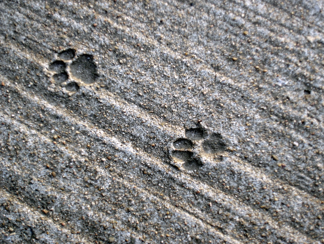 traces cat track free photo