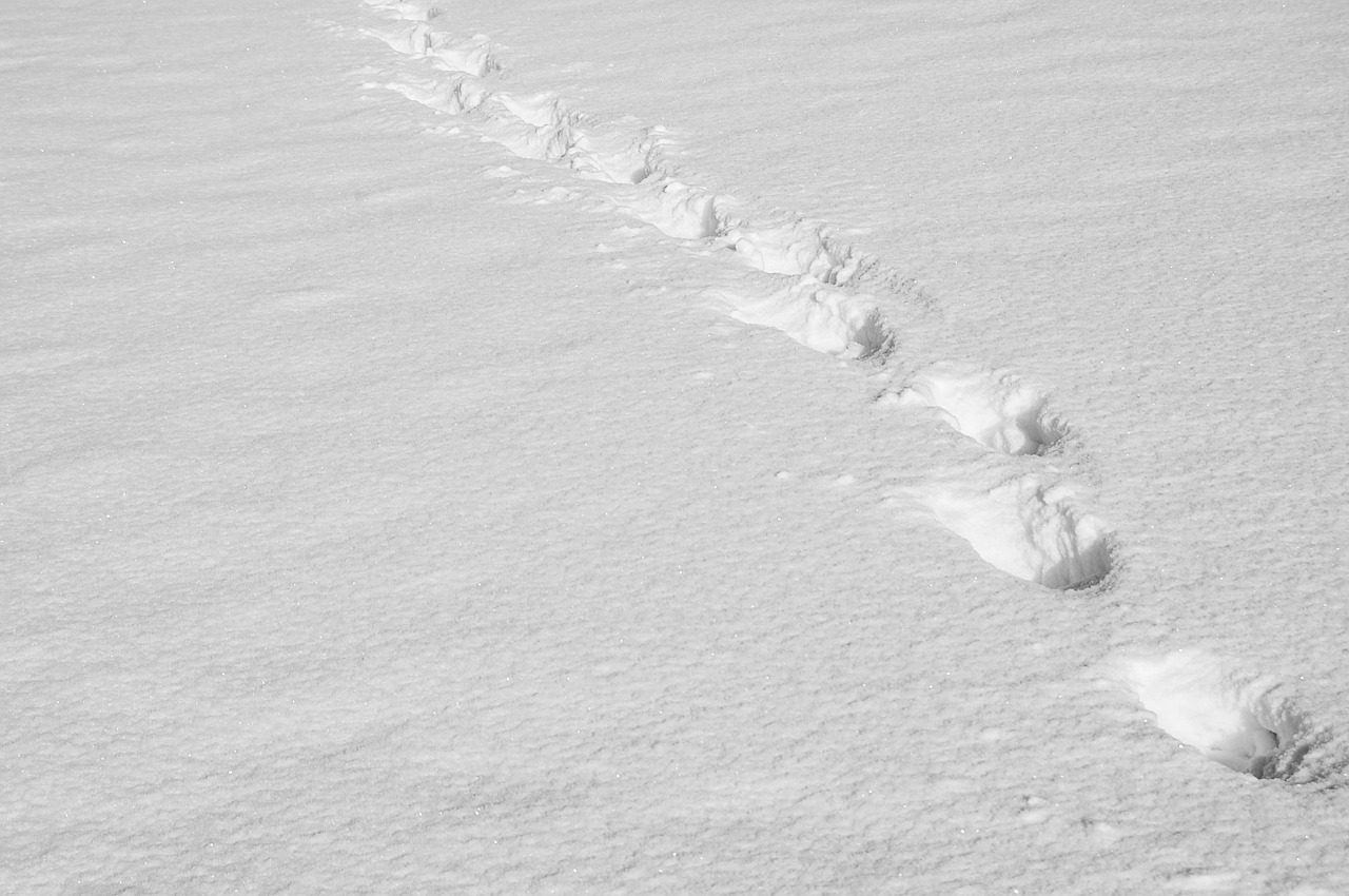 traces footsteps in the snow the trail of the free photo