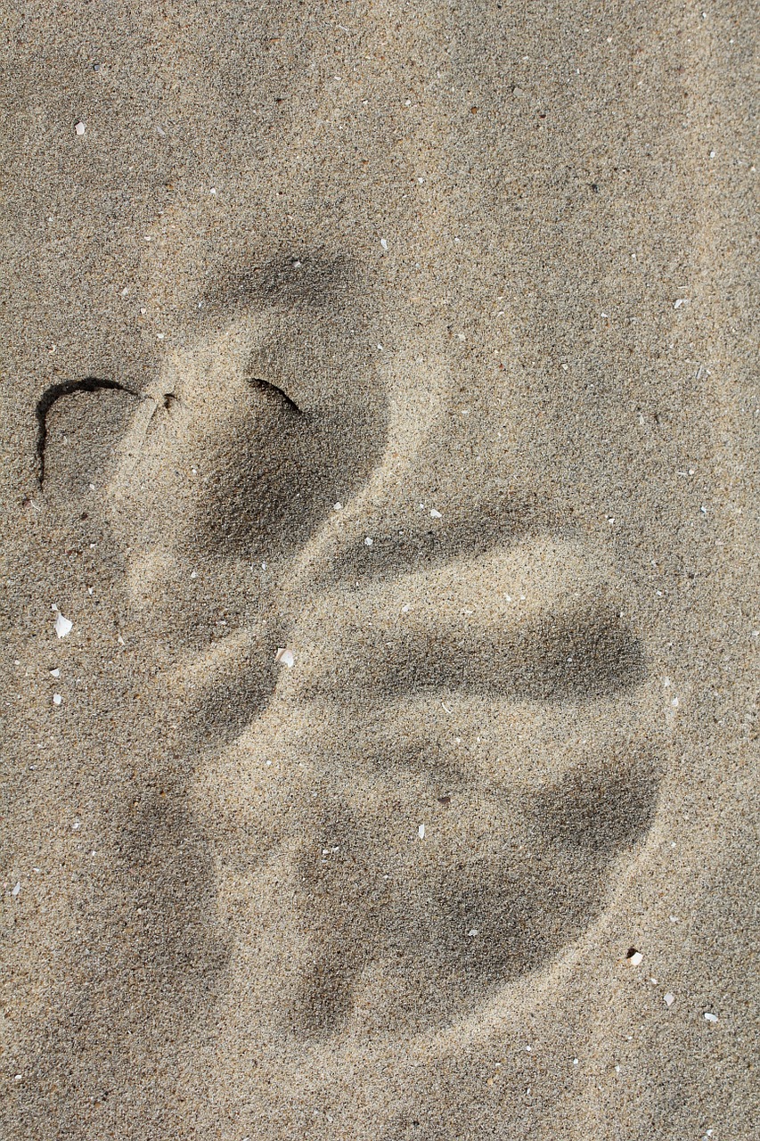 traces sand shell imprint free photo