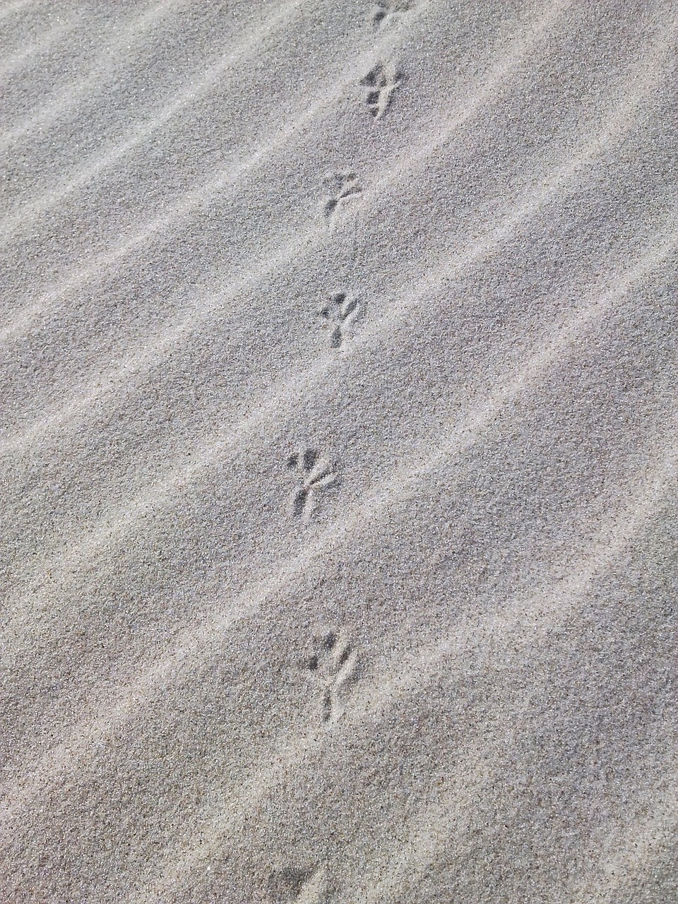 traces sand beach free photo
