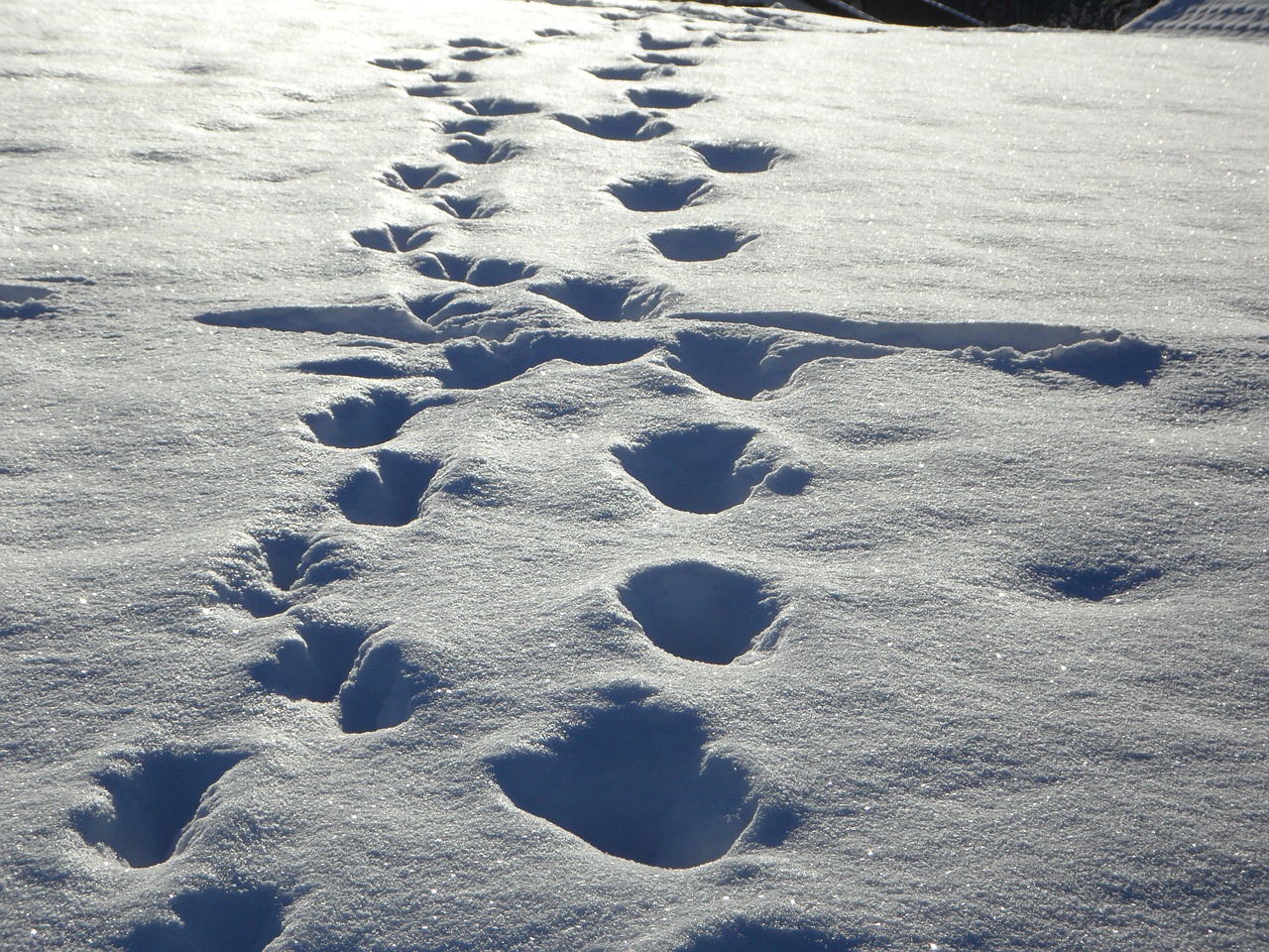 traces tracks in the snow snow free photo