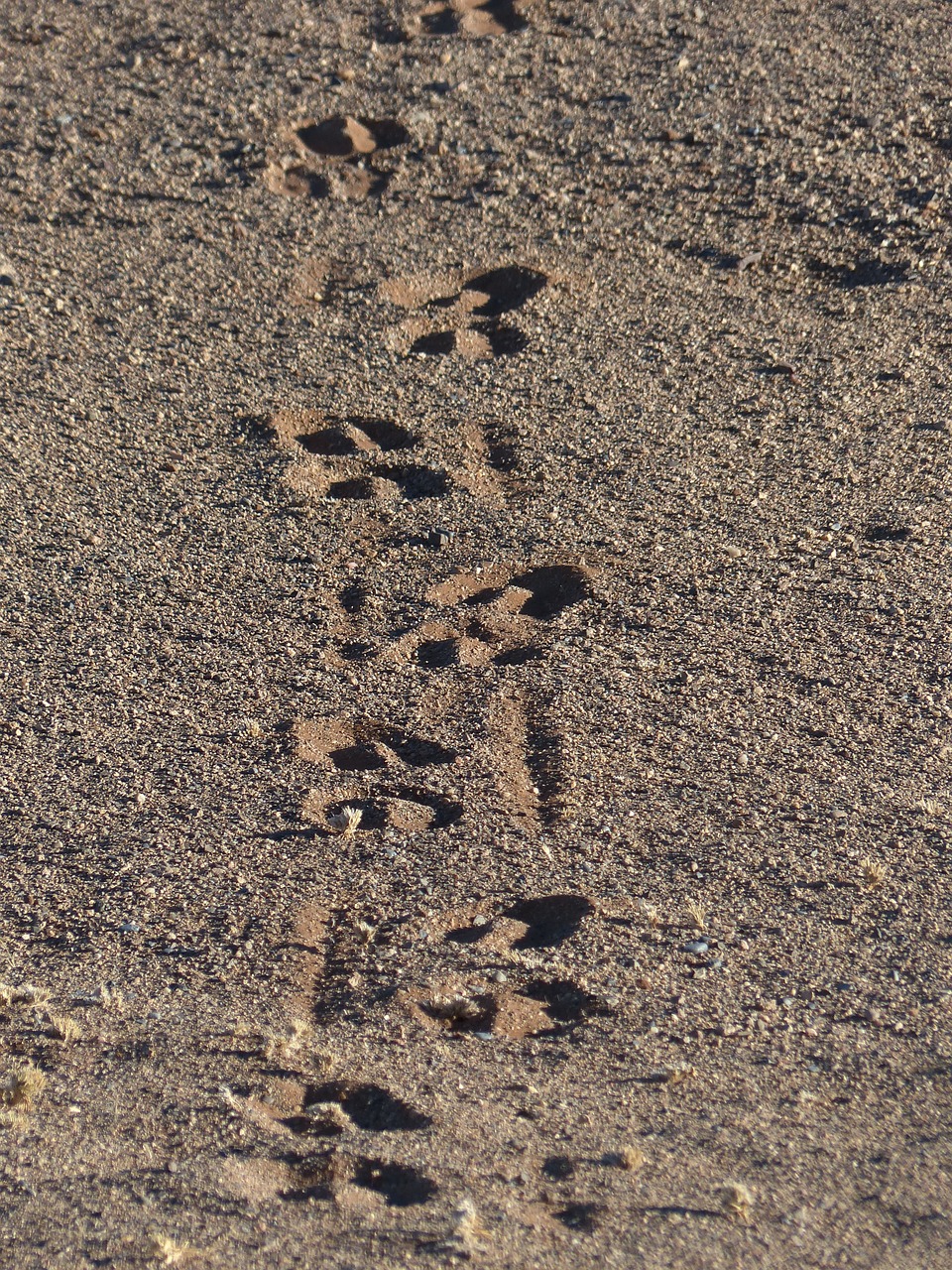 traces wüstensand footprints free photo