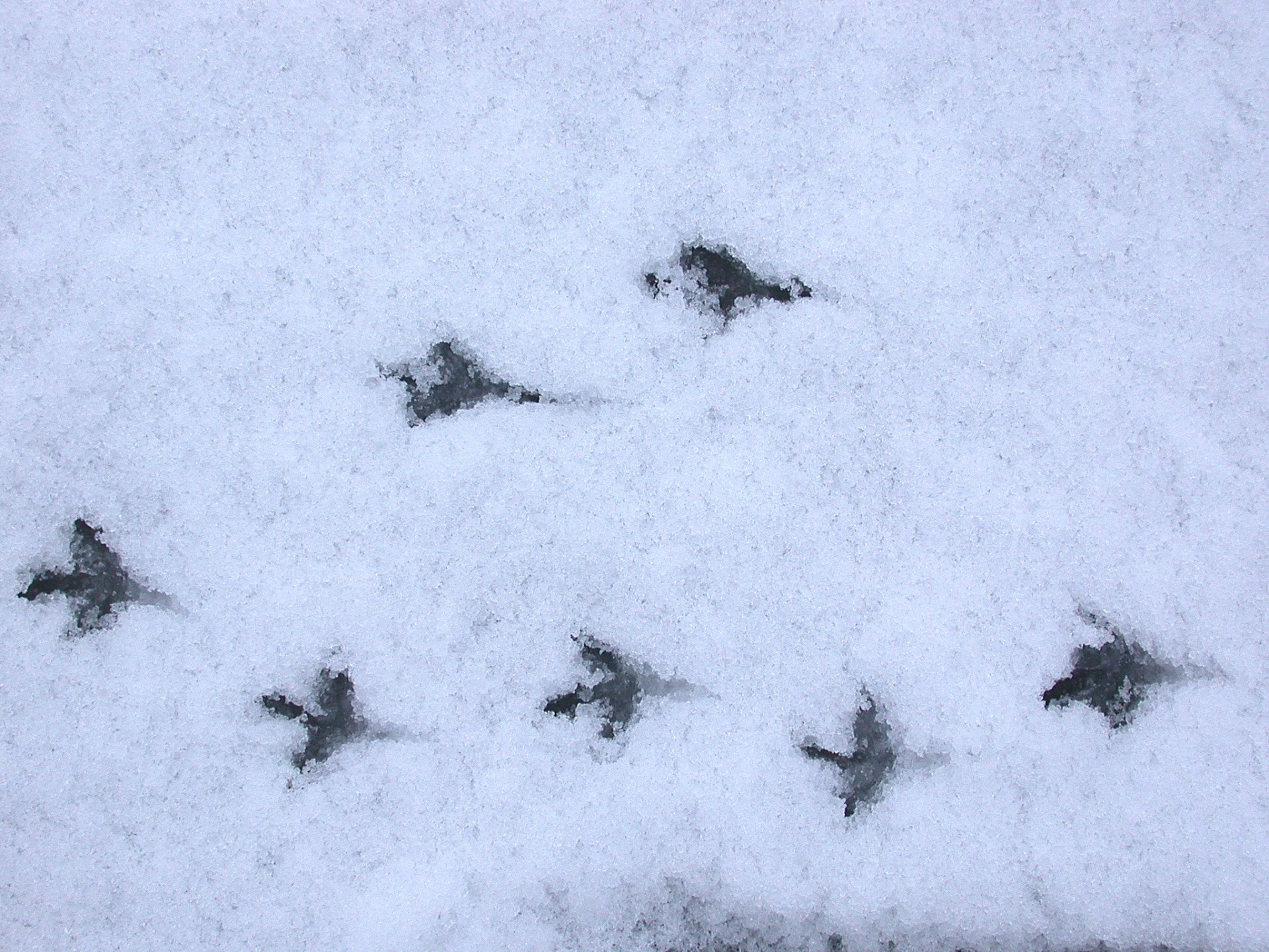 Следы на снегу фото с названиями птиц