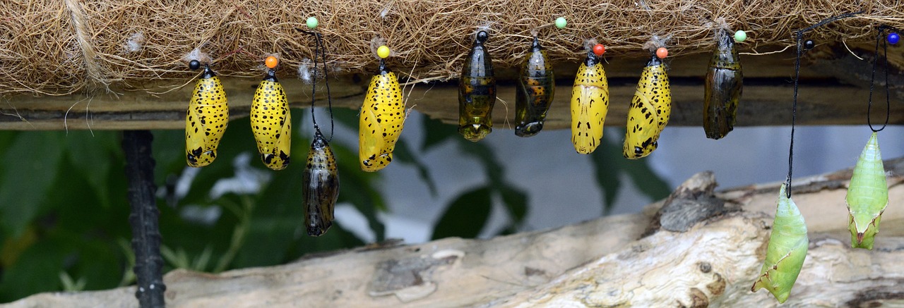 track butterflies metamorphosis free photo