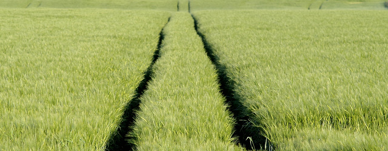 track traces corn free photo