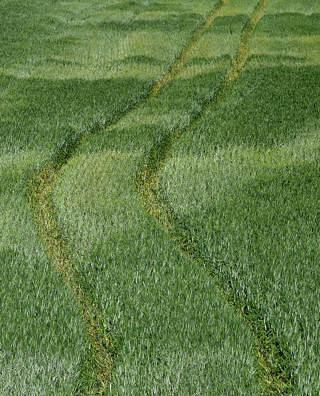 track corn field free photo