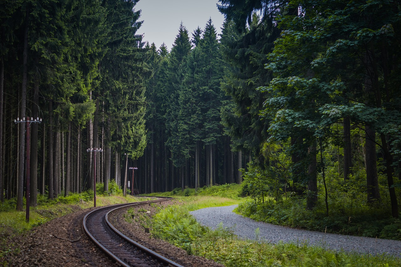 track forest germany free photo