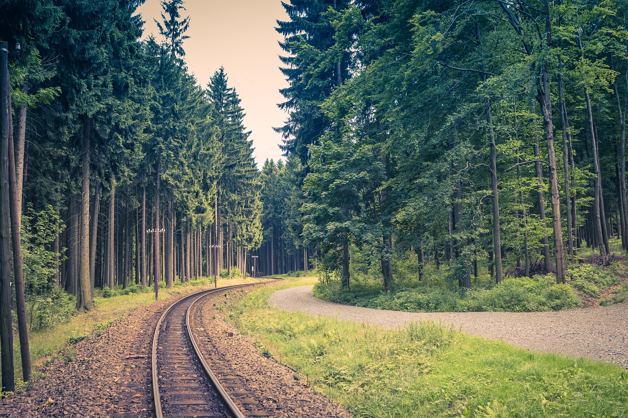 track forest narrow-gauge railway free photo