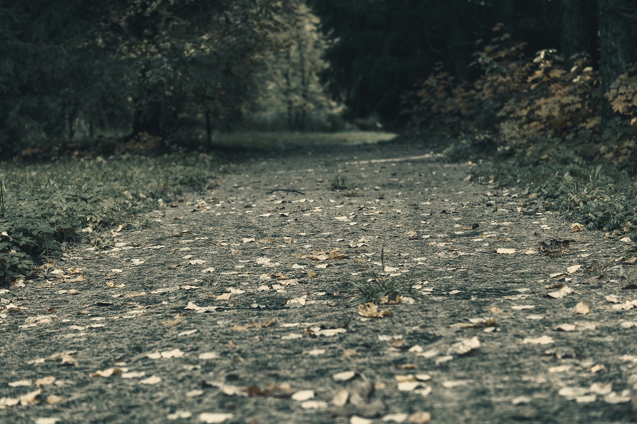 track park autumn free photo