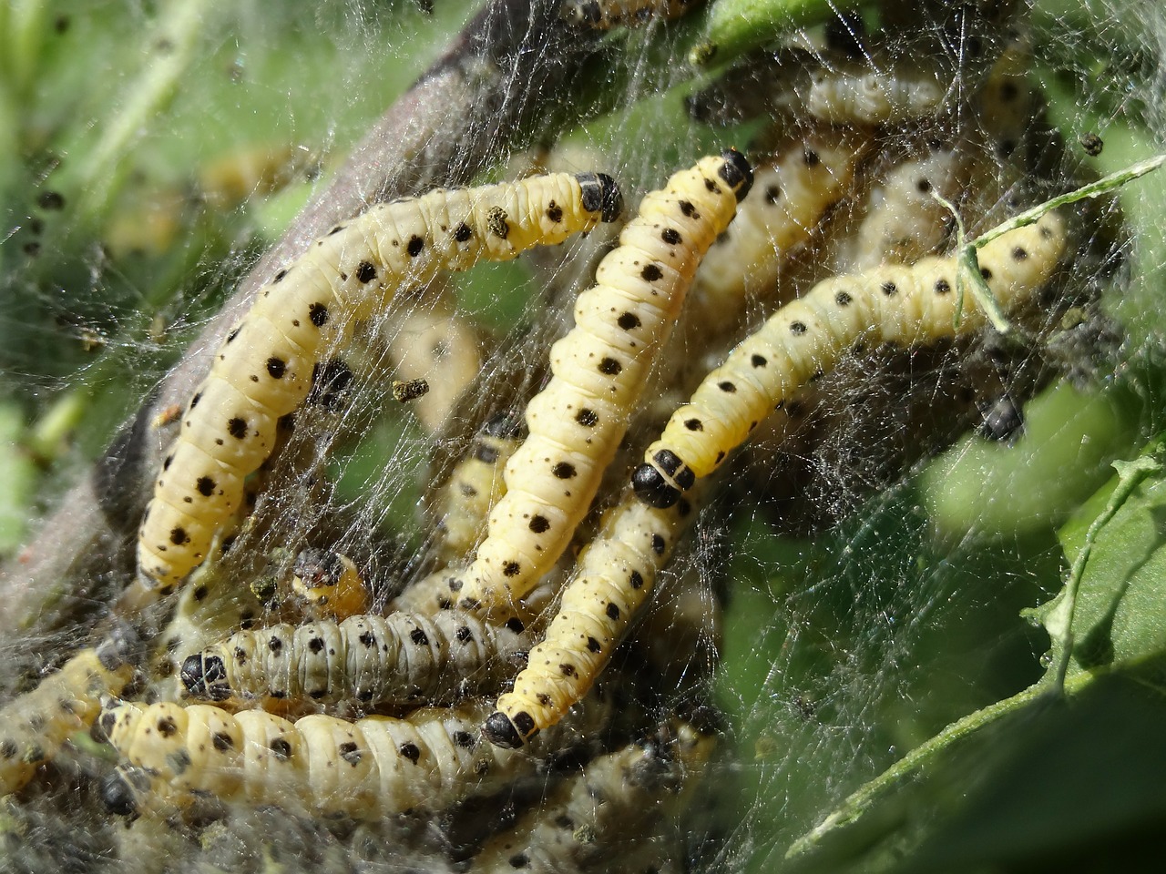 track larvae network free photo