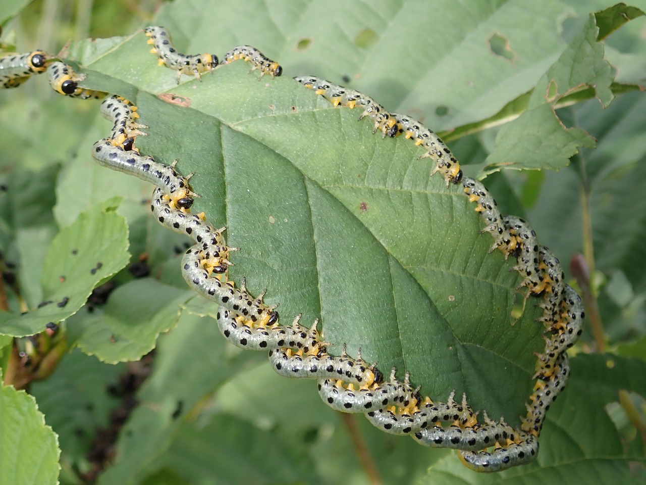 track larvae breitfüssige birch leaf wasp free photo