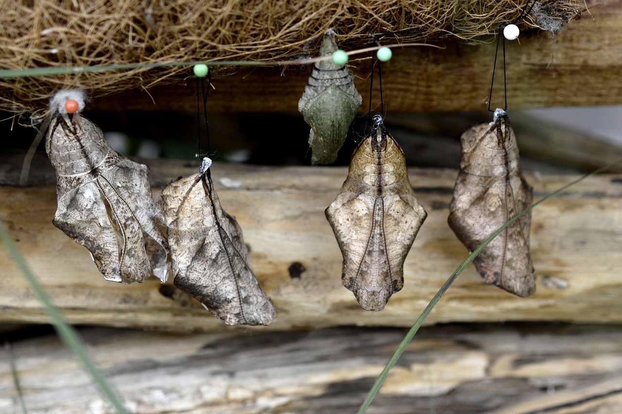 track butterflies metamorphosis free photo