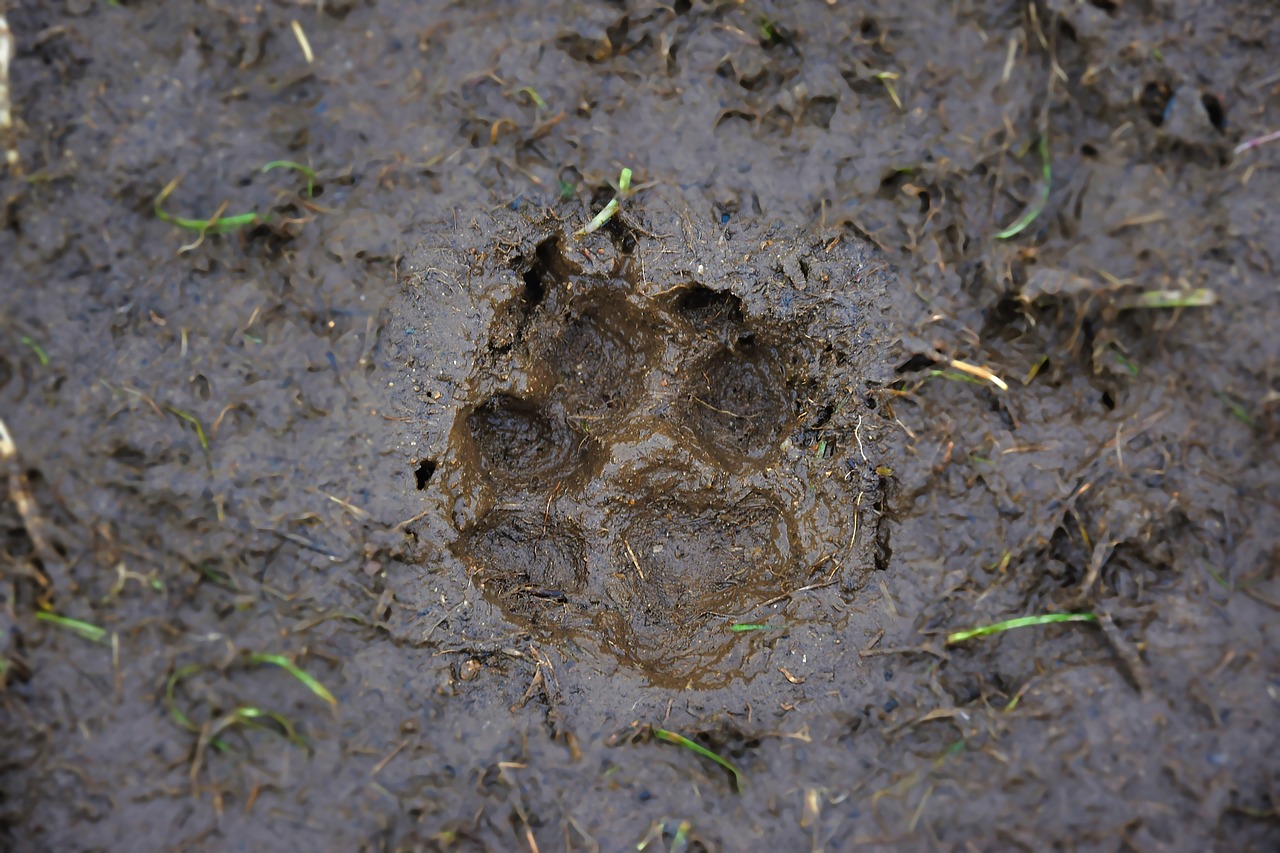 track  mud  dog free photo