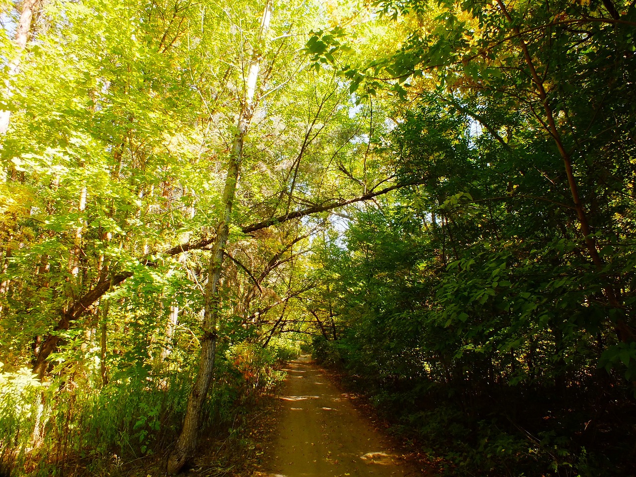 track forest shadow free photo