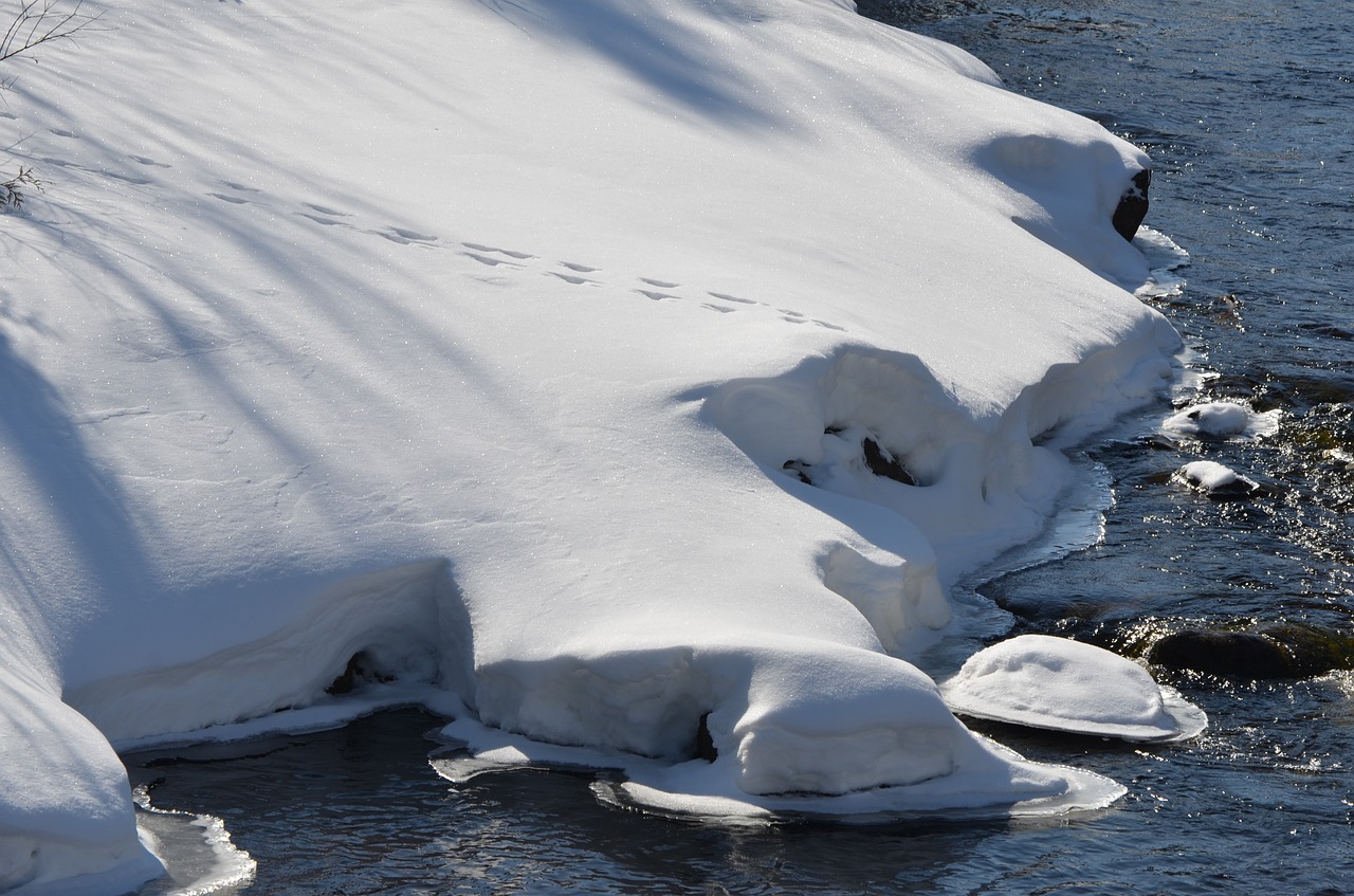 tracks snow winter free photo