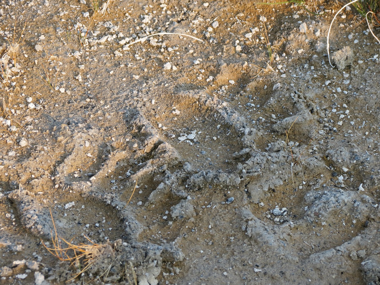 tracks bear footprints free photo