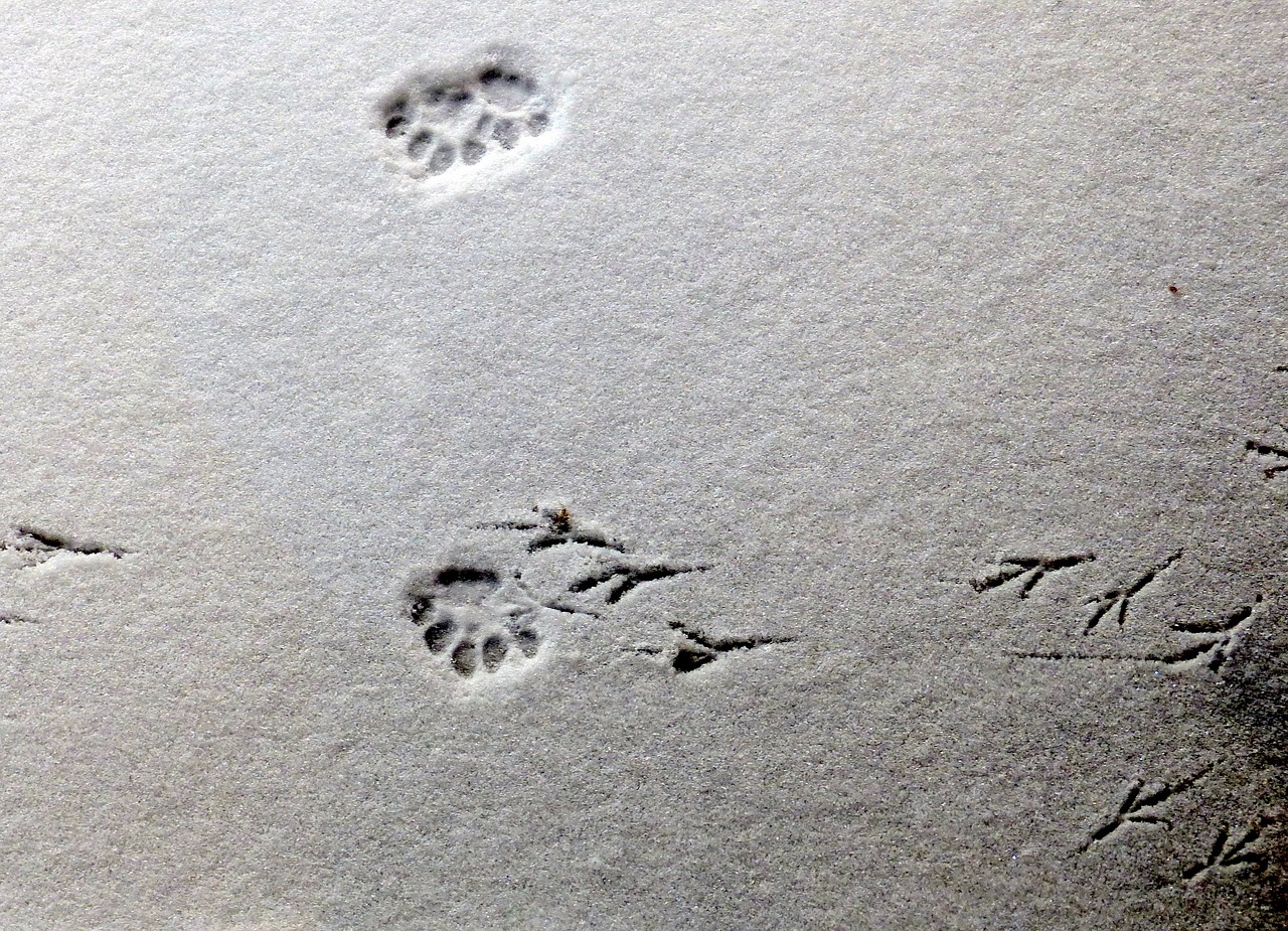 tracks imprints snow free photo