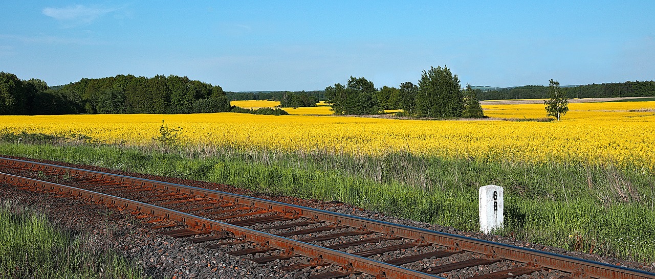 tracks railway rapeseed free photo