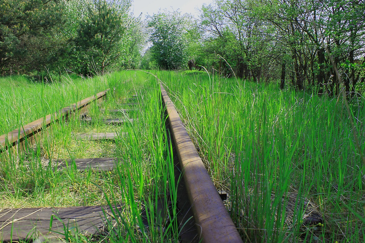 tracks forest green free photo