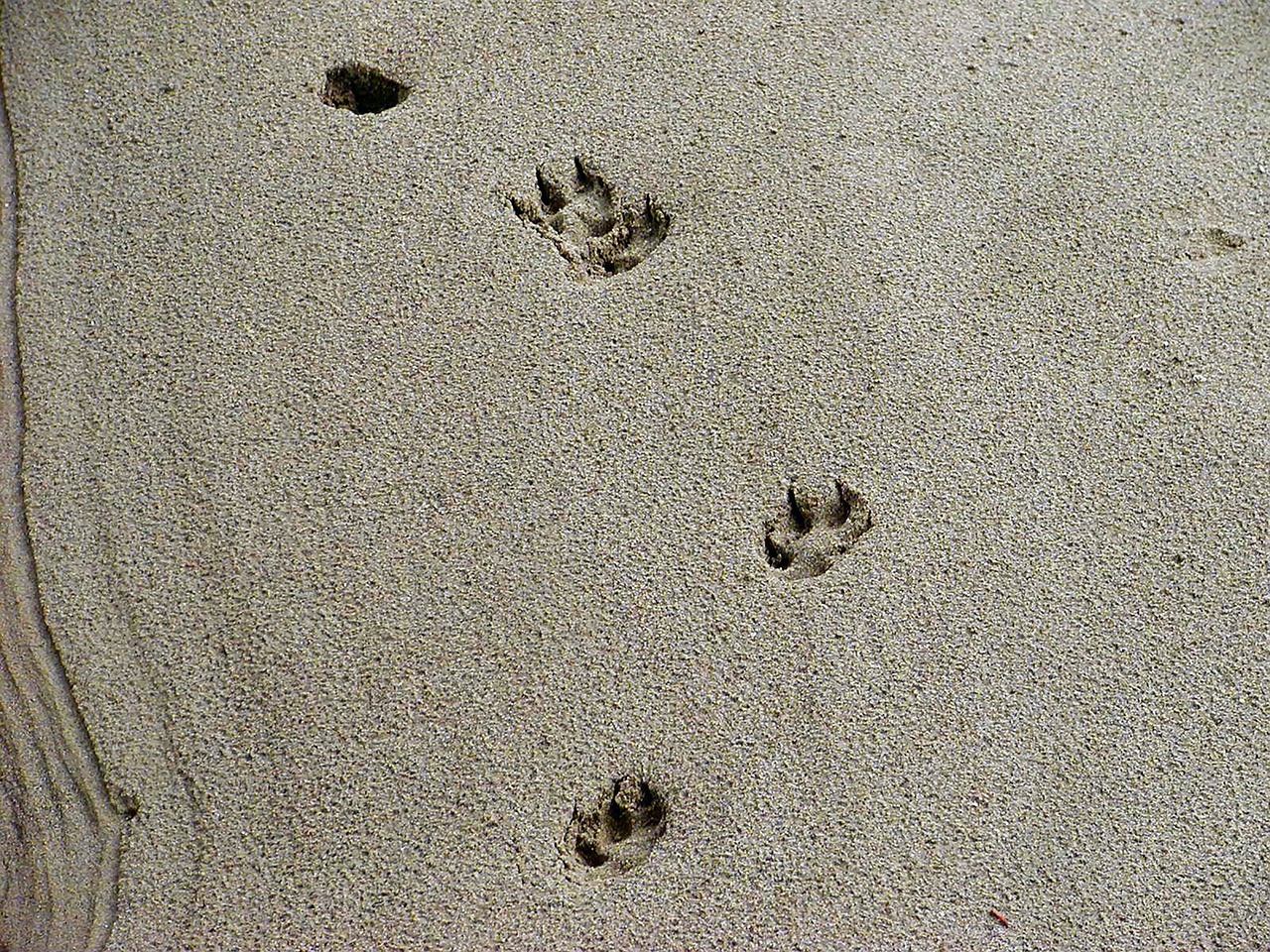 tracks animal sand free photo