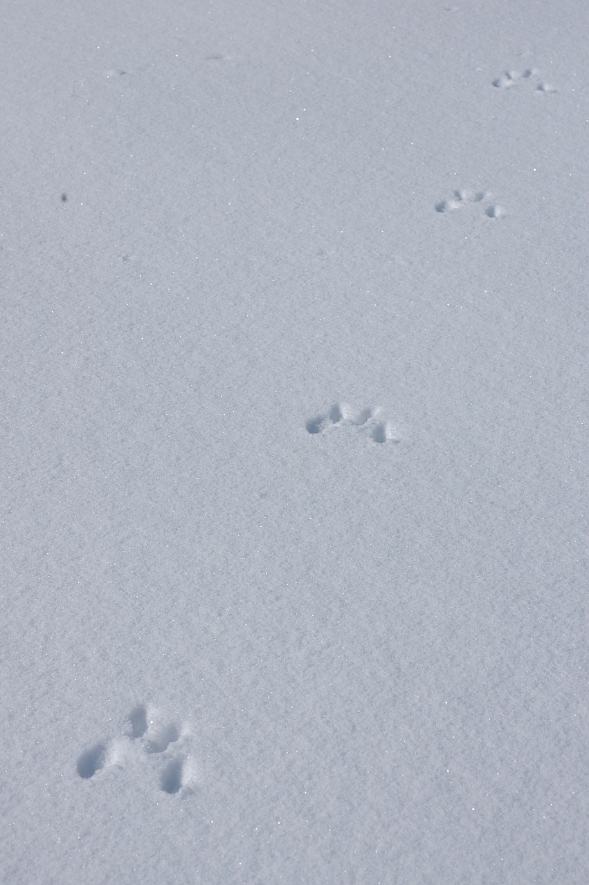tracks in snow snow tracks tracks free photo