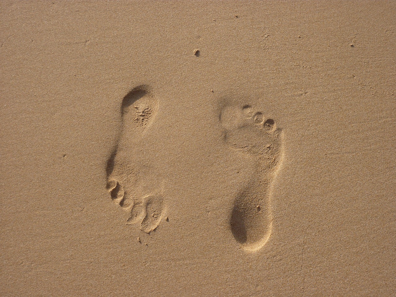 tracks in the sand feet prints free photo