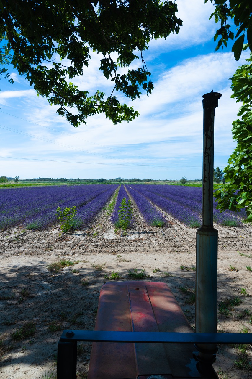 tractor  lavender  lavender field free photo