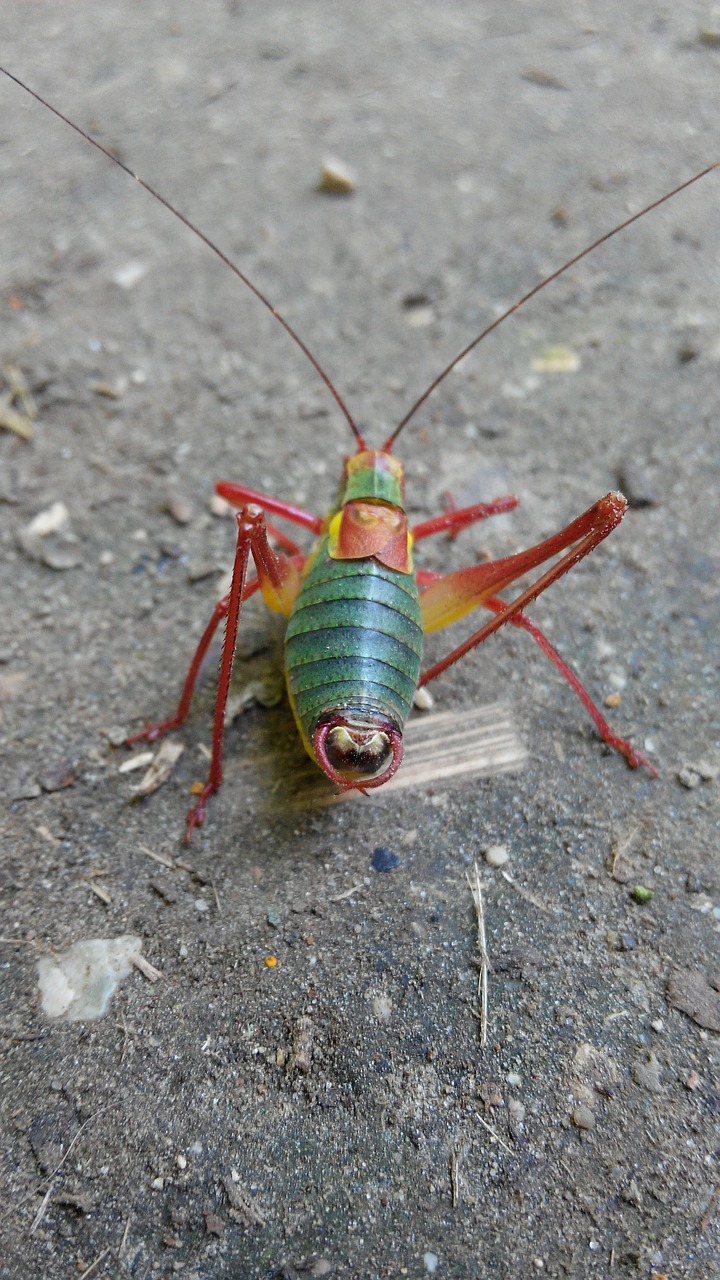 tractor grasshopper nature forest free photo