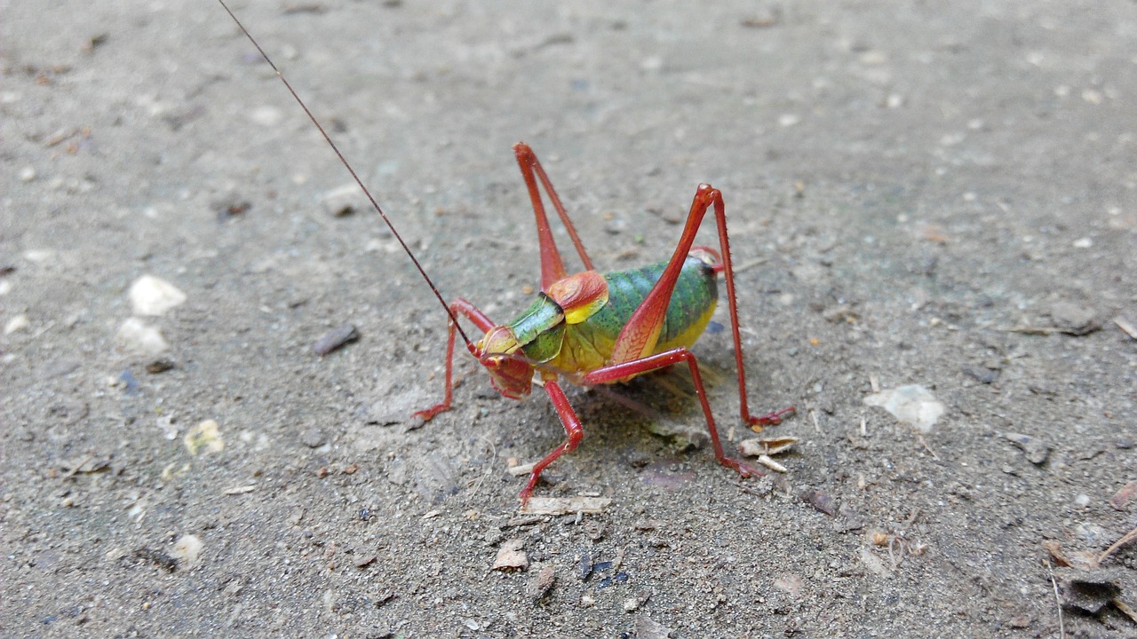 tractor grasshopper nature forest free photo