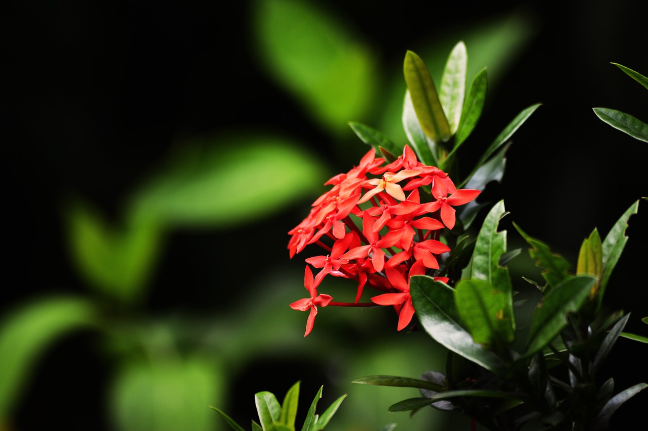 traditional ixora flower free photo