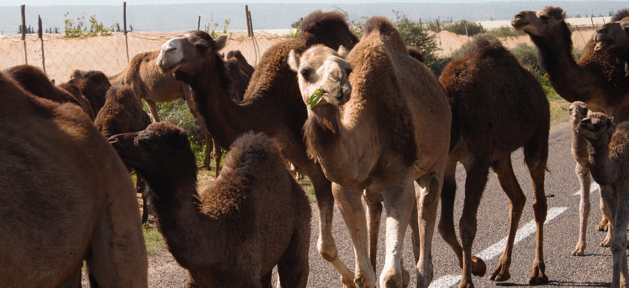 traffic jam camels morocco free photo
