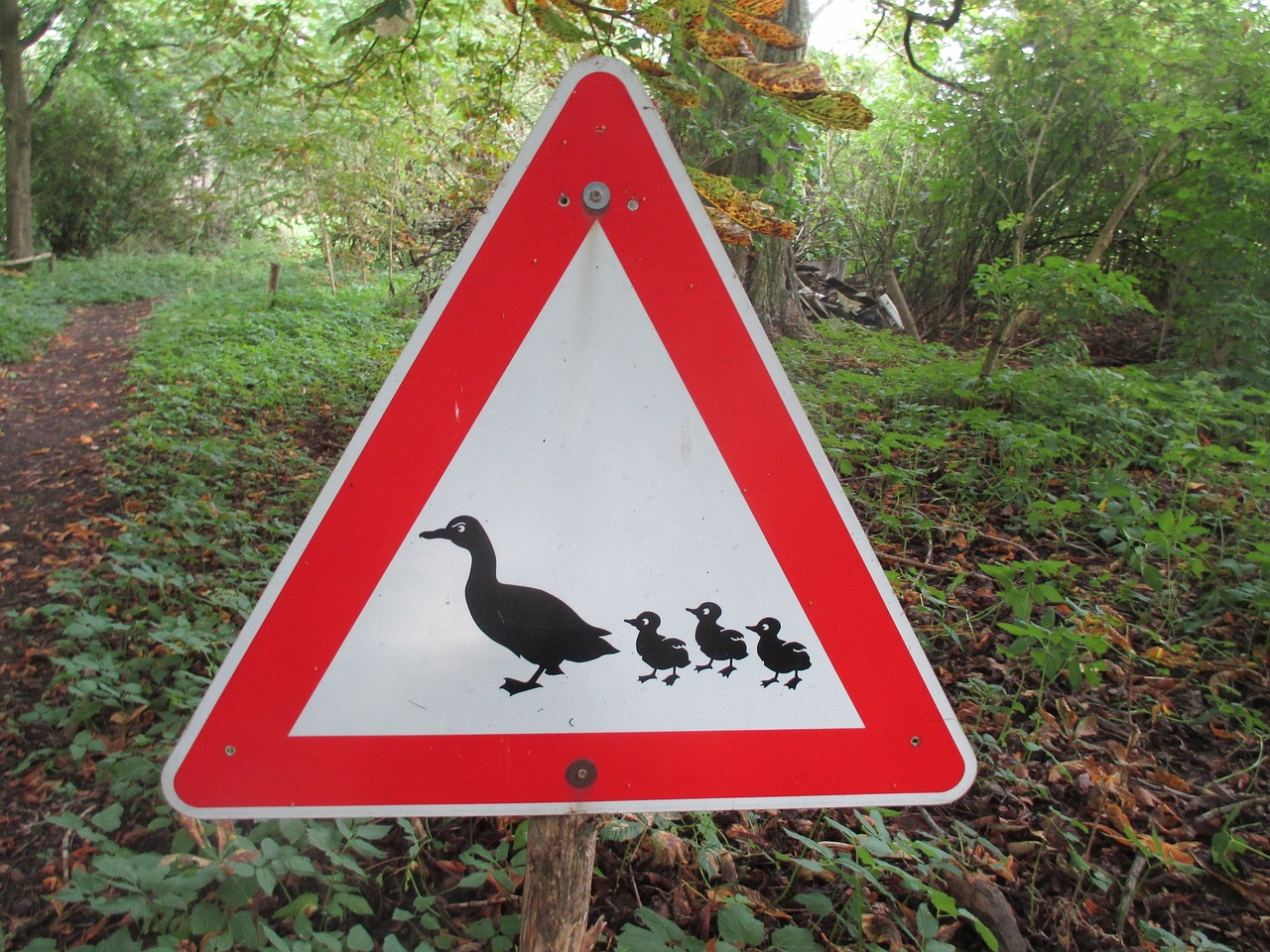 traffic sign ducks nature conservation free photo