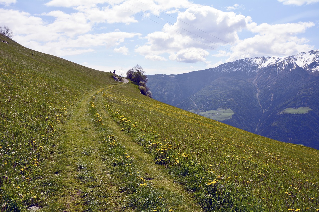 trail away meadow free photo