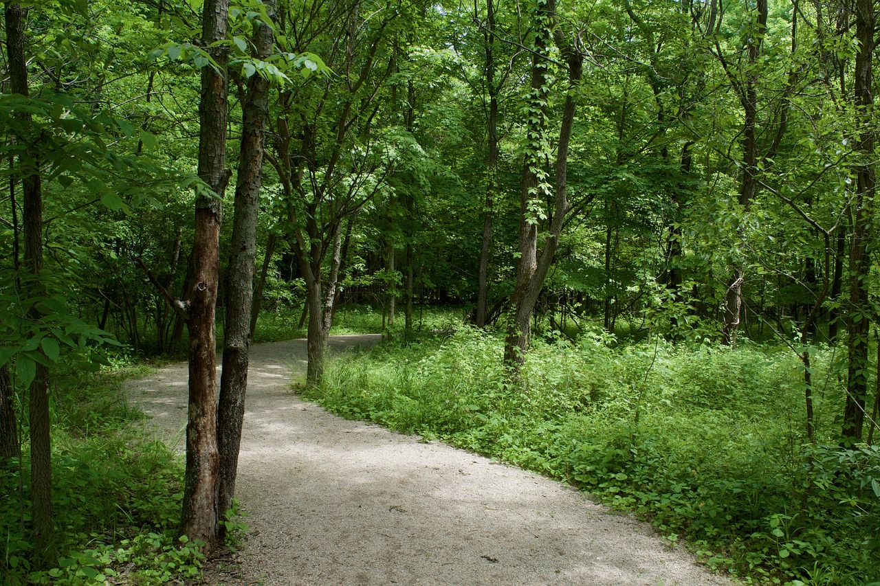 trail hiking hiking trail free photo