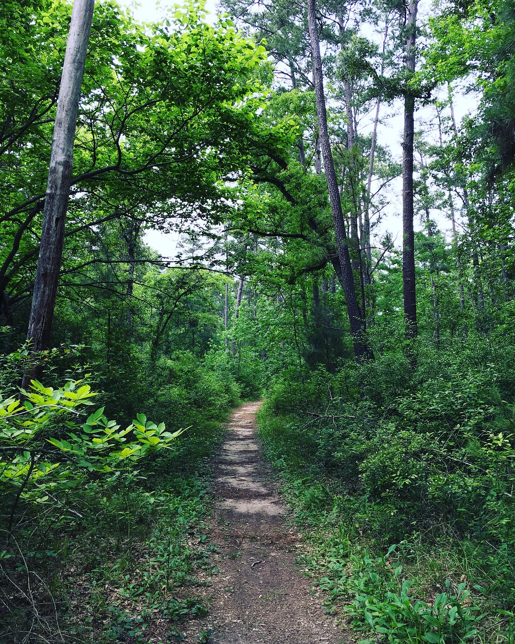 trail forest nature free photo