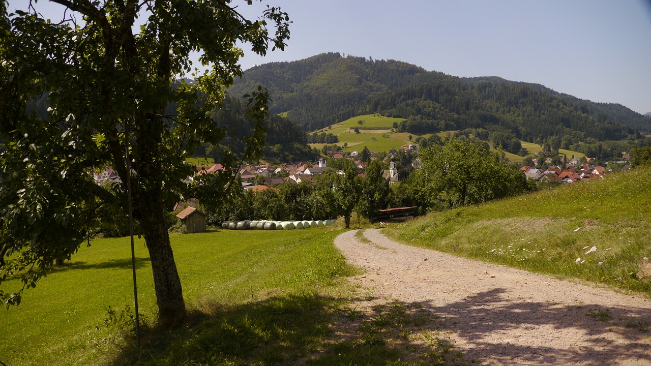 trail black forest summer free photo