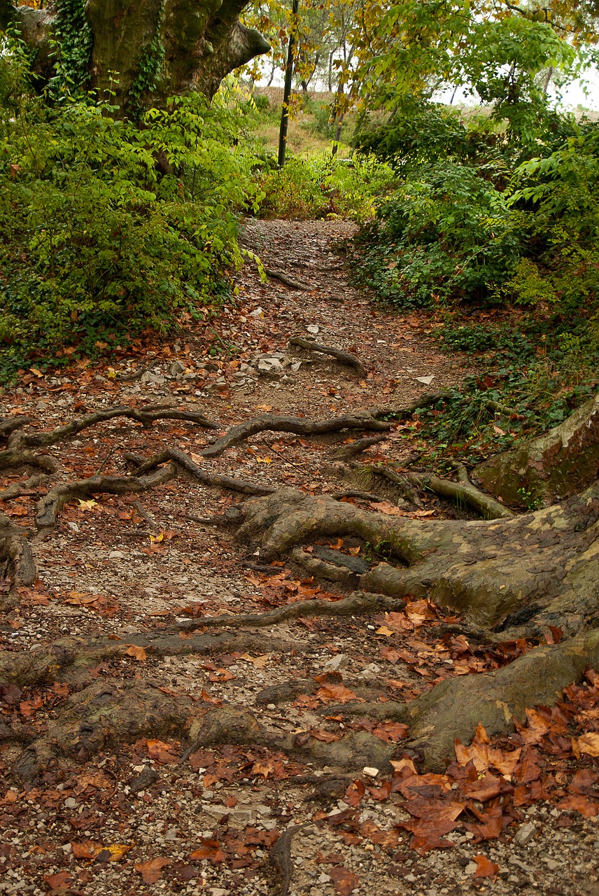 trail forest roots free photo