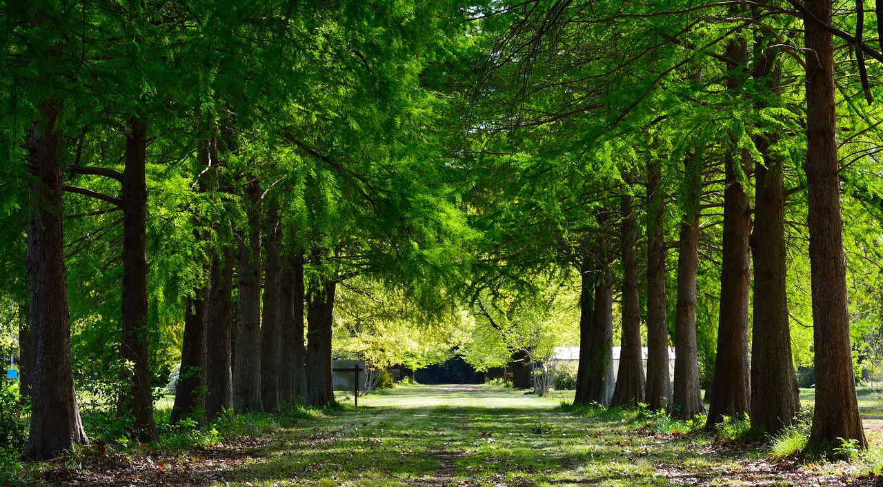 trail landscape pine free photo