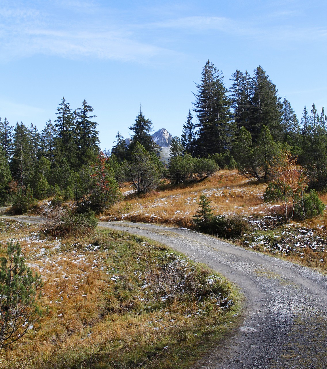 trail hiking forest free photo