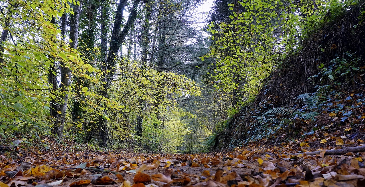 trail leaves autumn free photo