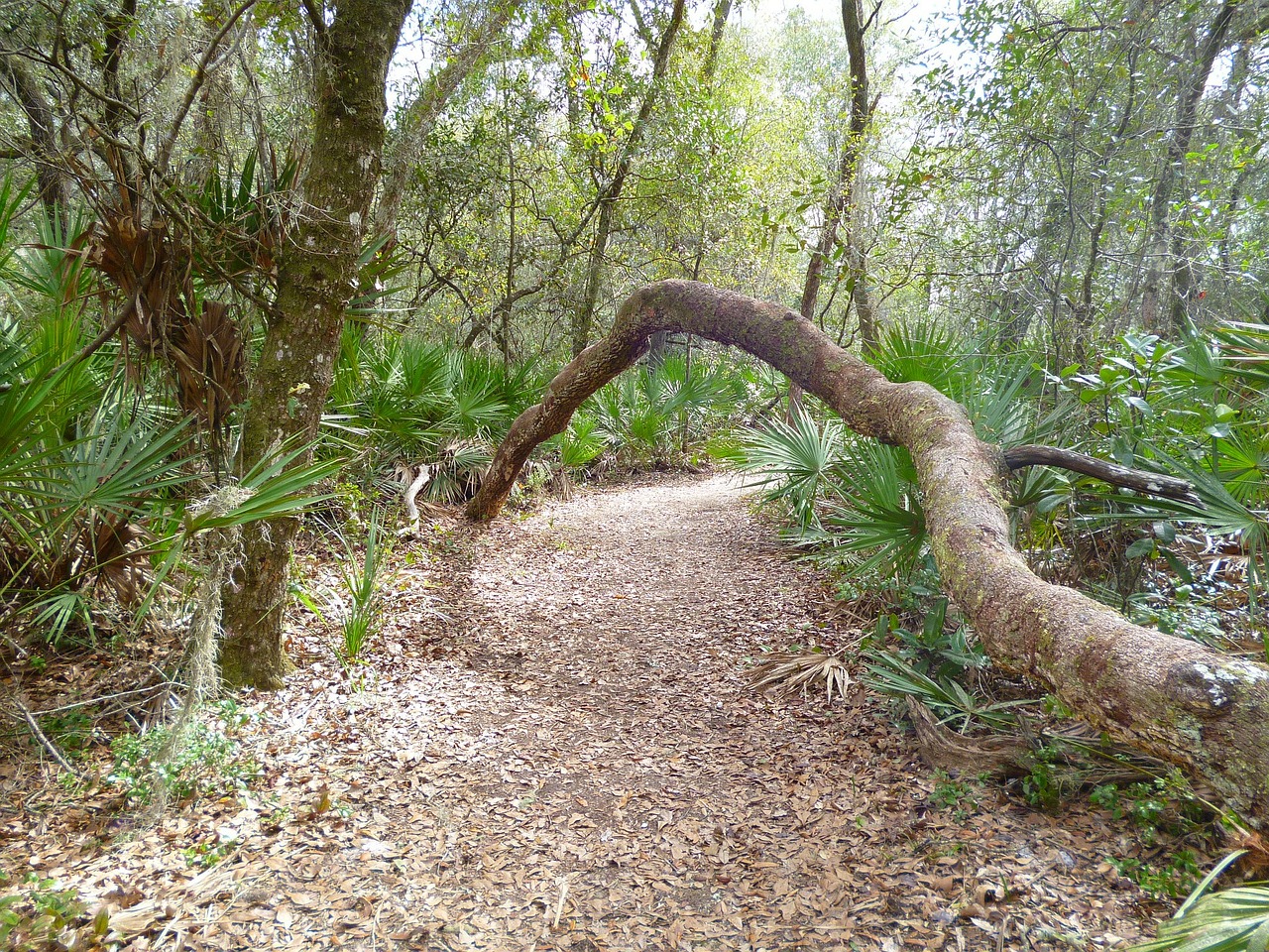 trail hiking tree free photo