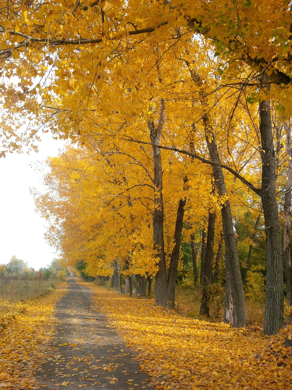 trail footpath pathway free photo