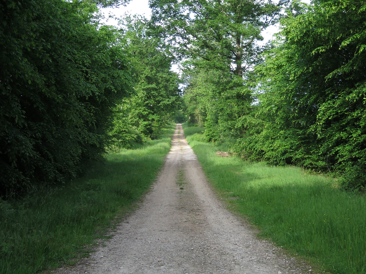 trail hiking nature free photo