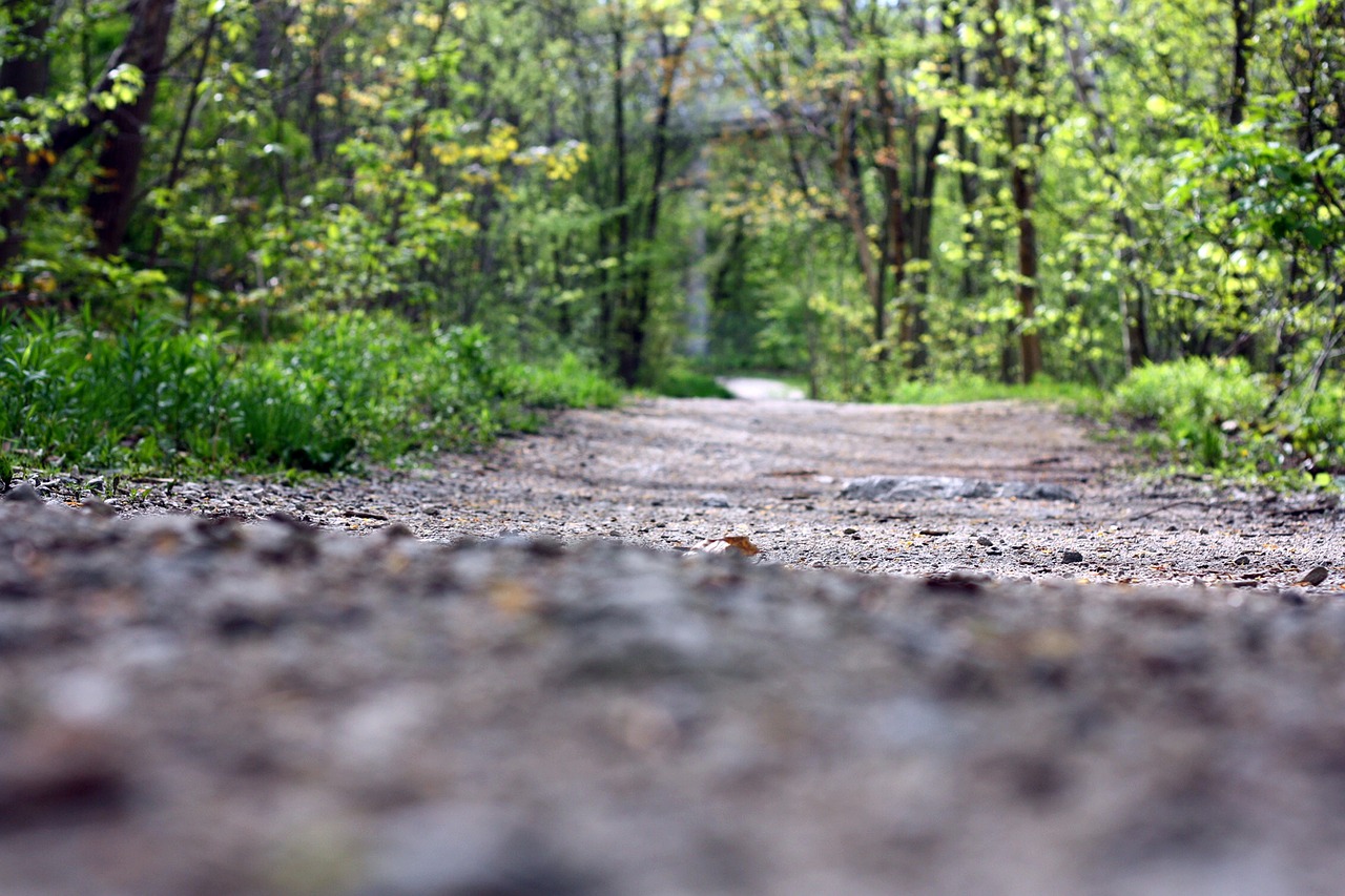 trail path nature free photo