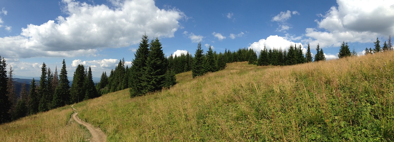 trail landscape tree free photo