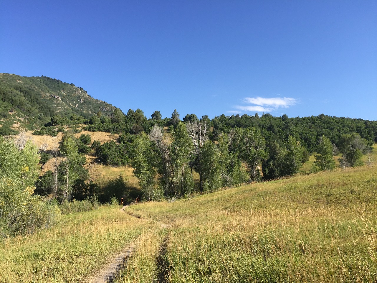 trail trees landscape free photo