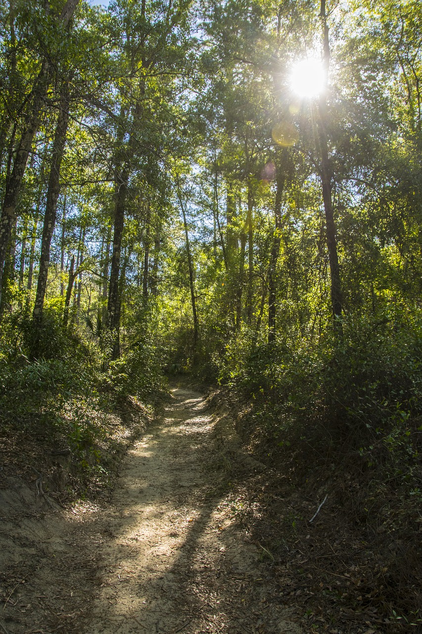 trail sunrise forest free photo