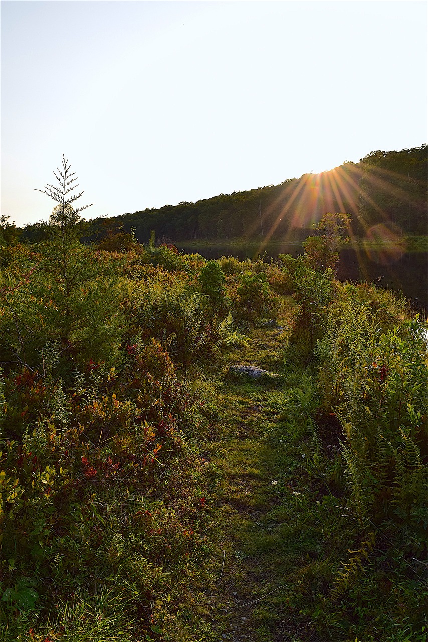 trail park outdoor free photo