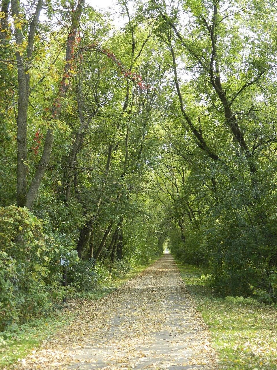 trail nature path free photo